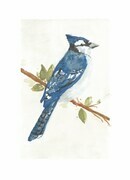 Blue Jay in Spring