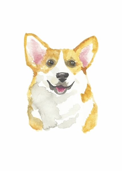 Corgi