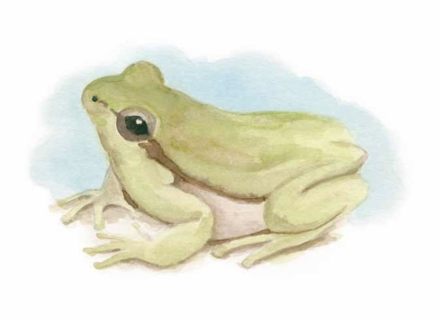 Pacific Treefrog